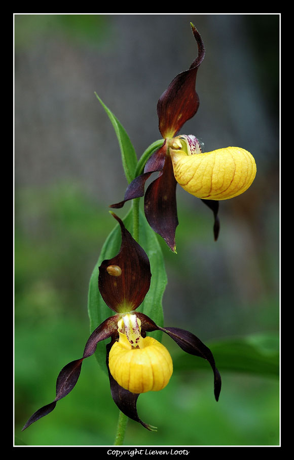 alcune foto di Cypripedium calceolus (Scarpetta di Venere)